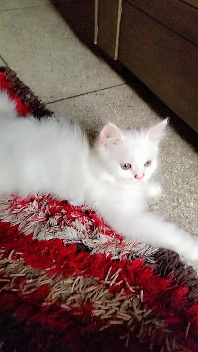 white Persian male kitten