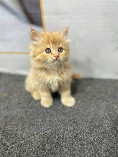 parshion kitten cat male and female British