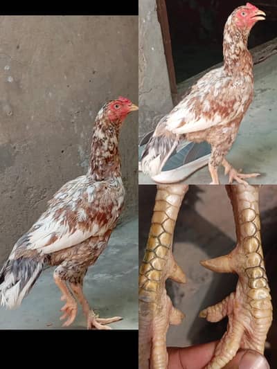 Kilo wali aseel Madi pure high quality khari takhti