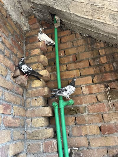Aseel Parwazi pigeon0340(566)8354