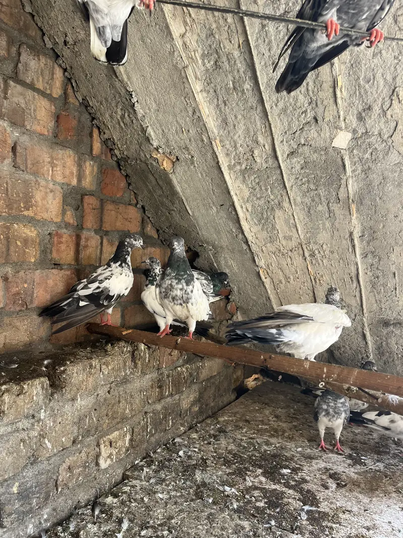 Aseel Parwazi pigeon0340(566)8354 — photo 2