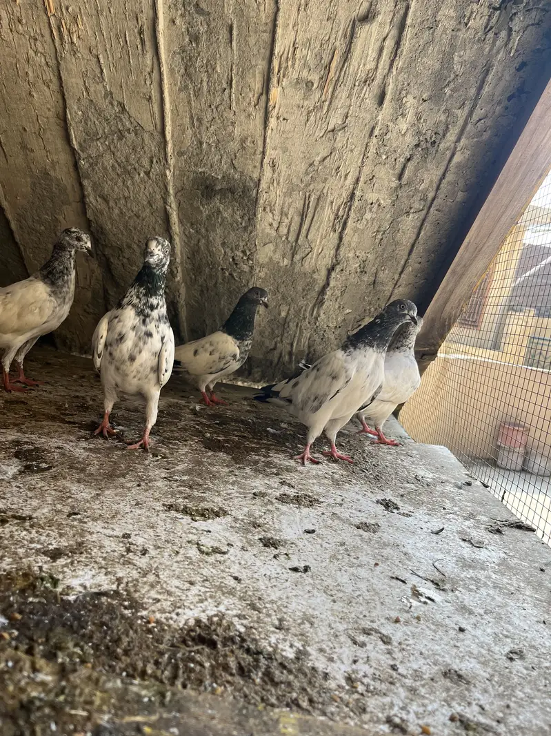 Aseel Parwazi pigeon0340(566)8354 — photo 3