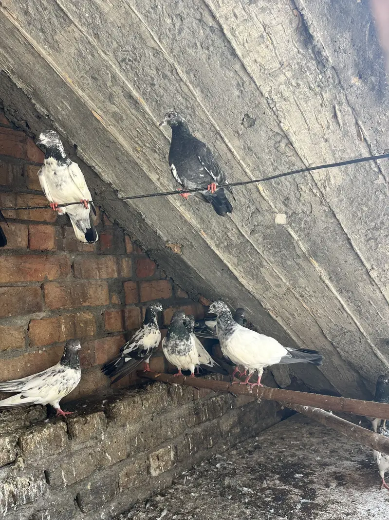 Aseel Parwazi pigeon0340(566)8354 — photo 4