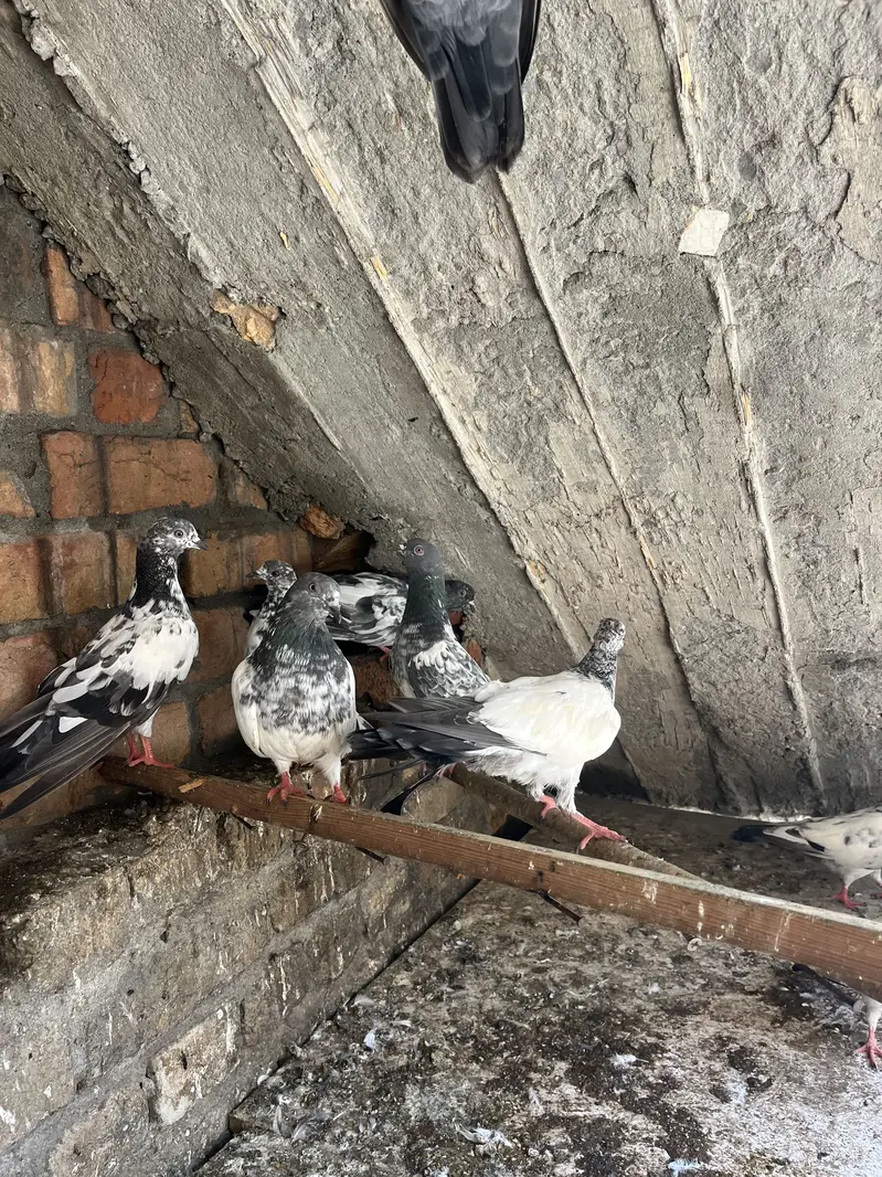 Aseel Parwazi pigeon0340(566)8354 — photo 5