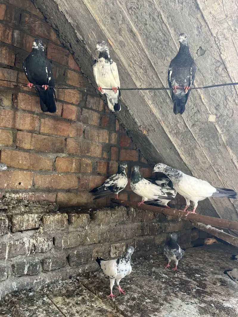 Aseel Parwazi pigeon0340(566)8354 — photo 6