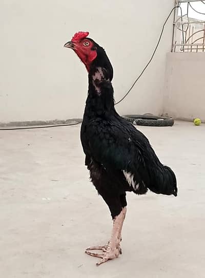 High Quality Lasani Aseel Patha