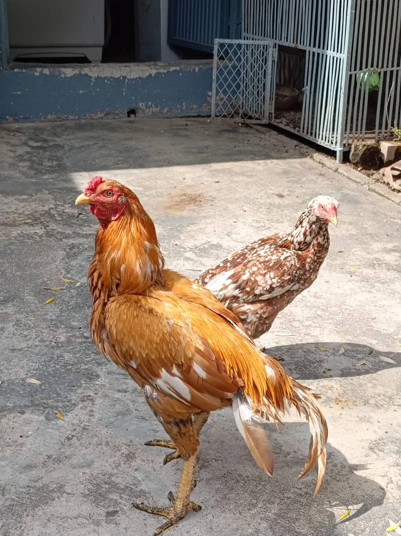 aseel pair 1