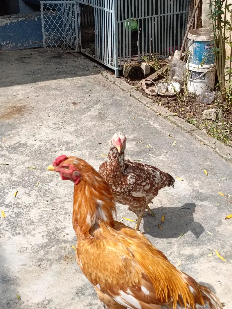 aseel pair — photo 3