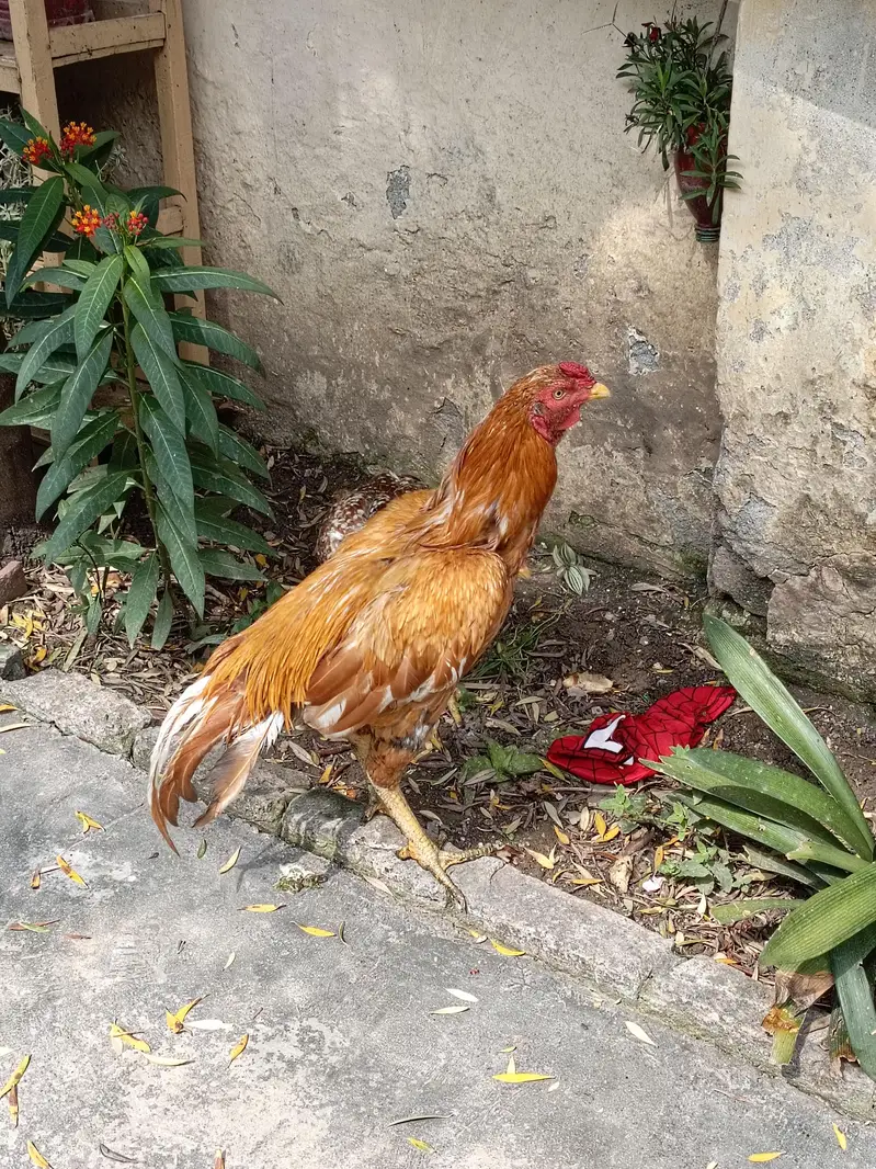 aseel pair — photo 4