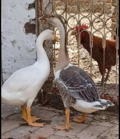 long neck duck male chahiya urgent