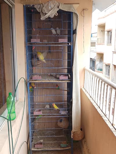 pinjra or 5 jori albino love bird astralian