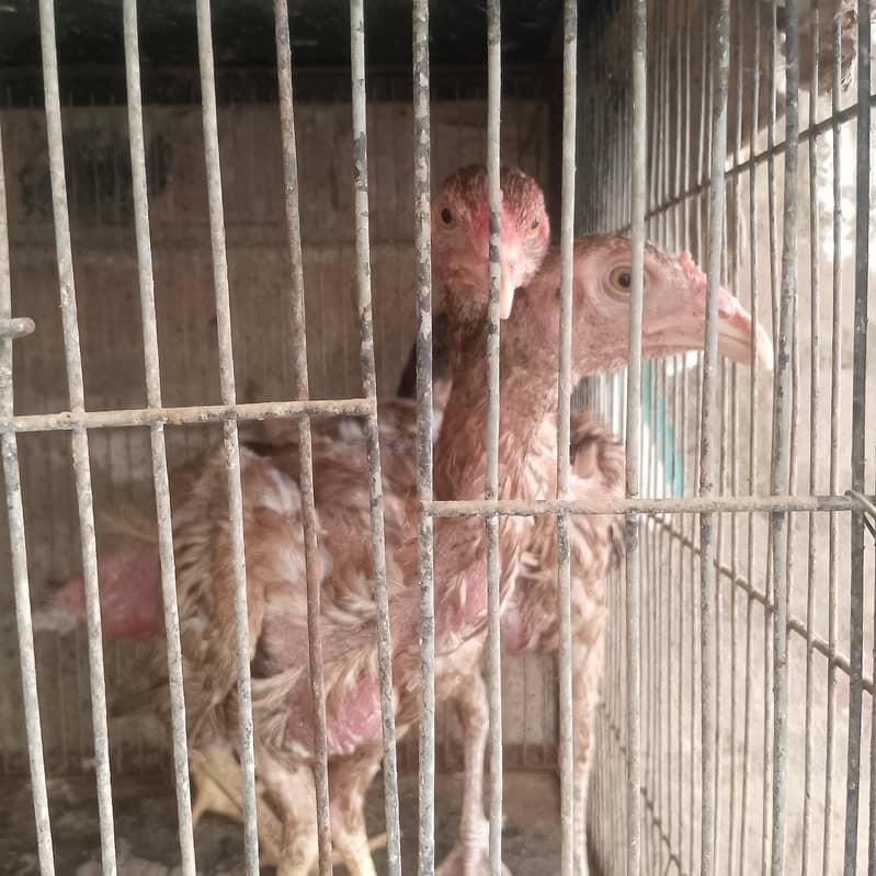  chicks 0