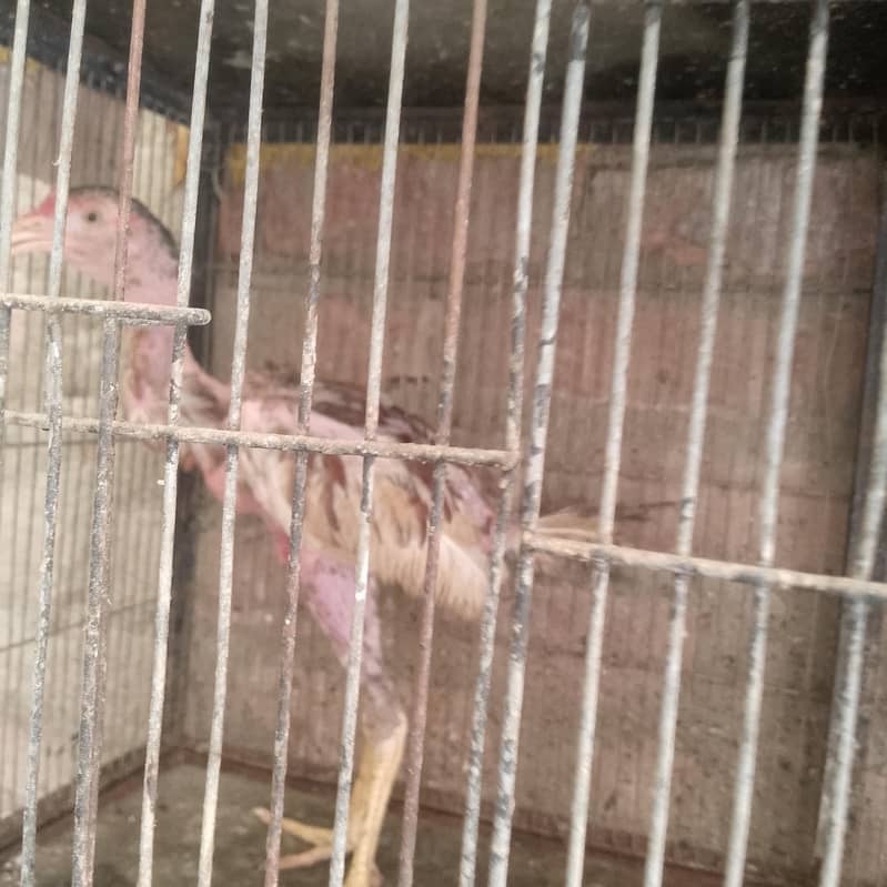 chicks 1
