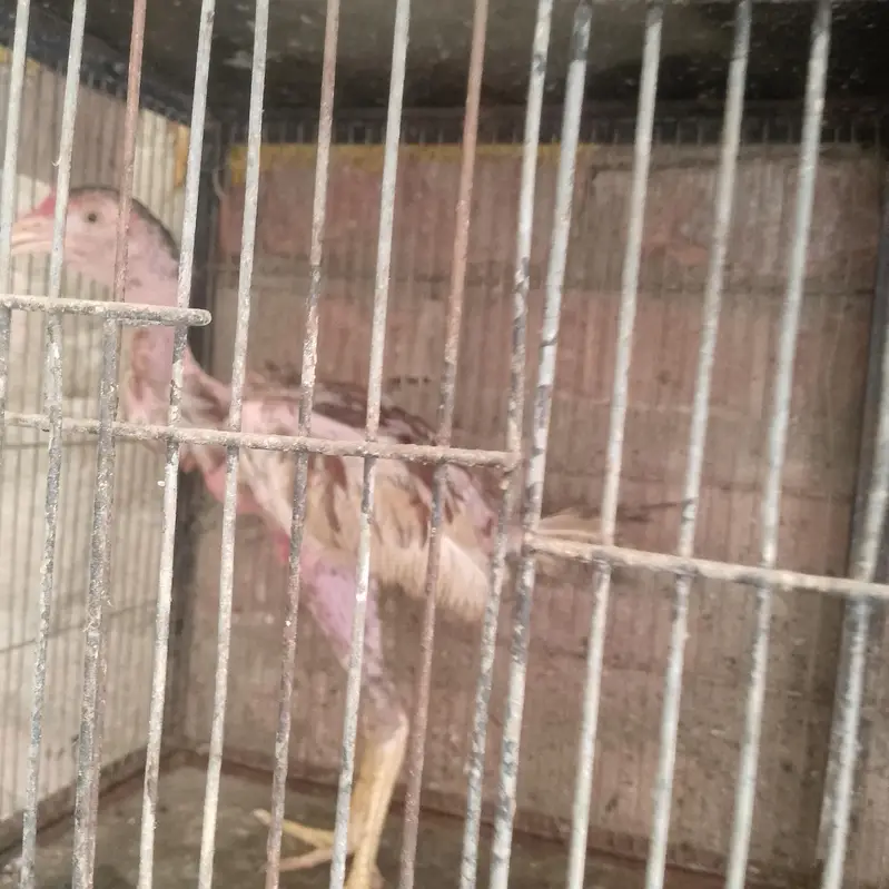  chicks — photo 2