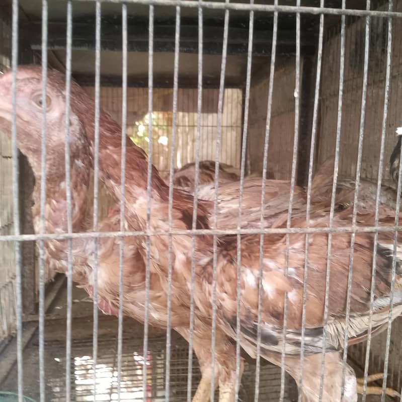  chicks 2