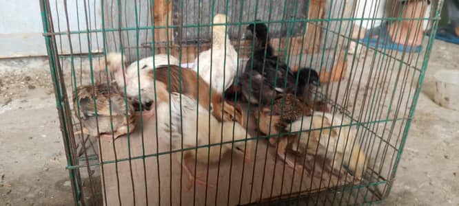 Pure Desi 10 Chicks Healthy and Active age almost 1 month ghr ke pale
