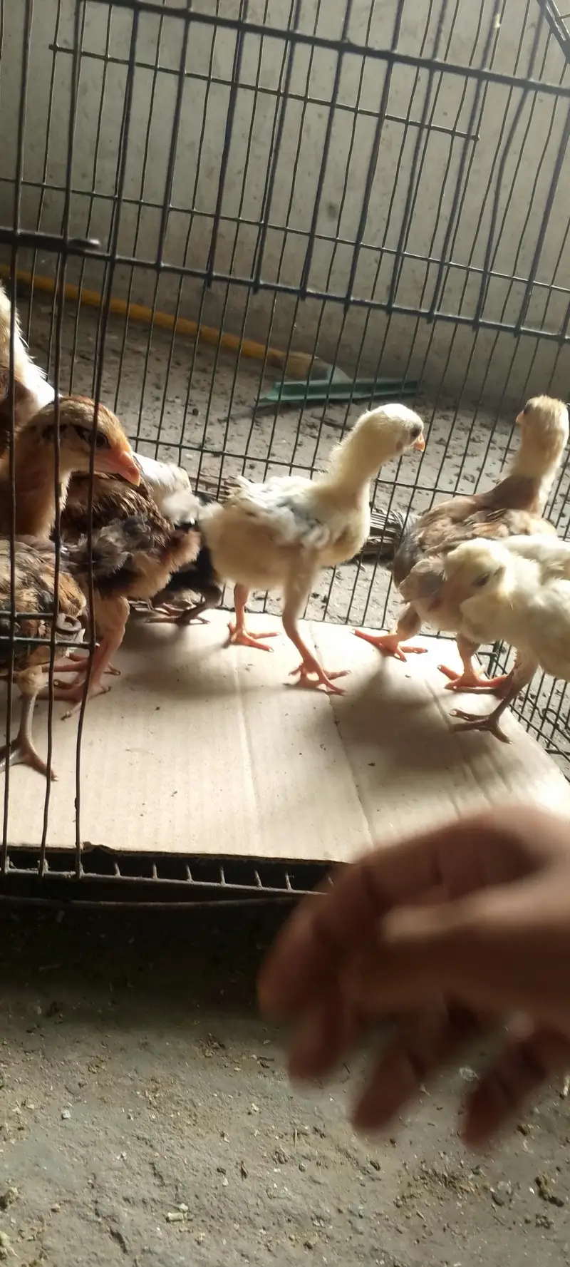 Pure Desi 10 Chicks Healthy and Active age almost 1 month ghr ke pale — photo 2