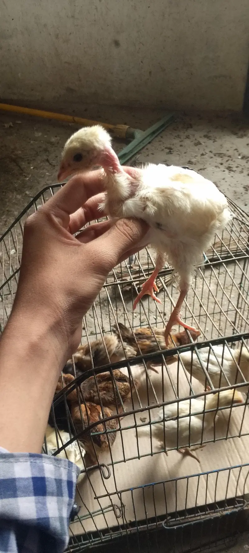 Pure Desi 10 Chicks Healthy and Active age almost 1 month ghr ke pale — photo 3