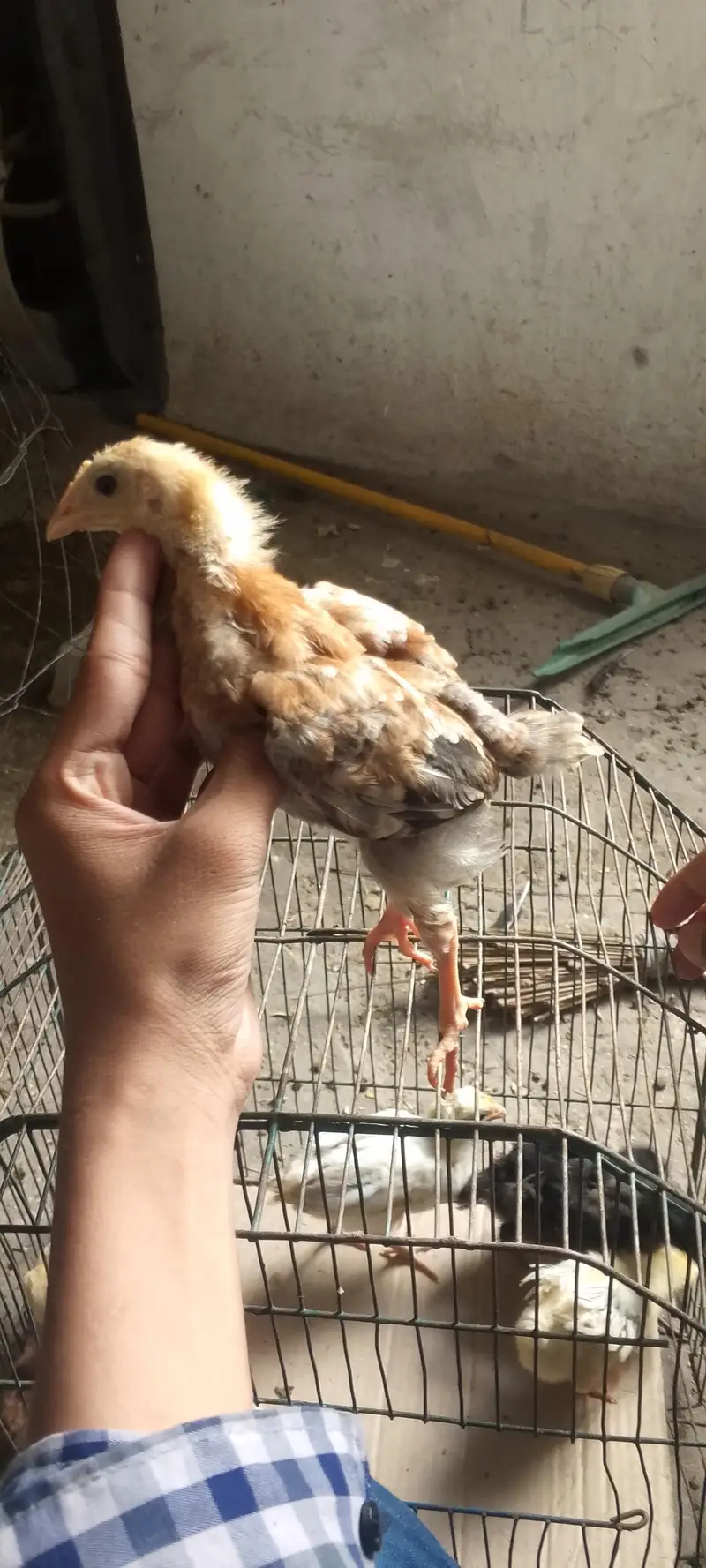 Pure Desi 10 Chicks Healthy and Active age almost 1 month ghr ke pale — photo 4