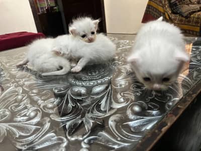 kittens for sale  male /& female