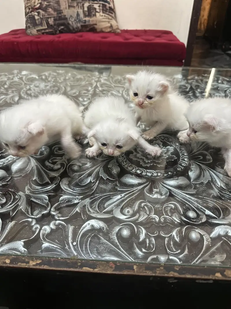 kittens for sale  male /& female — photo 2
