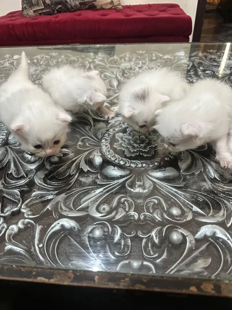 kittens for sale  male /& female — photo 3