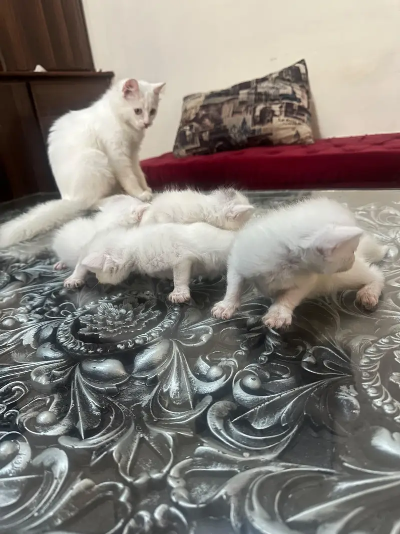 kittens for sale  male /& female — photo 4