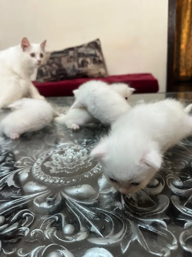 kittens for sale  male /& female — photo 5