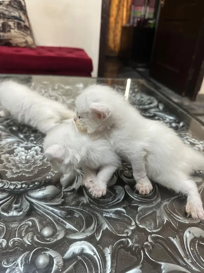 kittens for sale  male /& female — photo 6