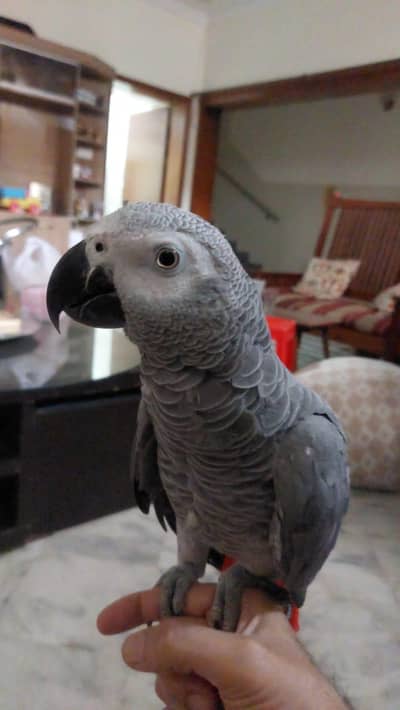 African Grey WITH CAGE