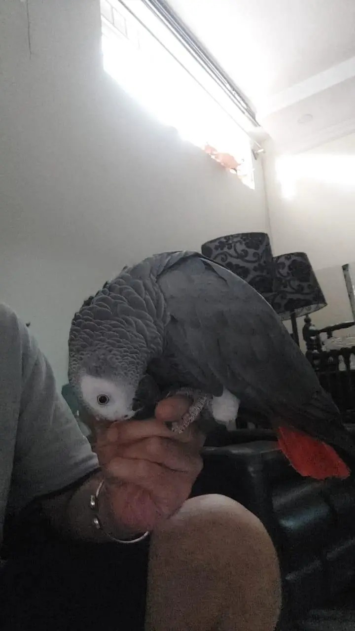 African Grey WITH CAGE — photo 2