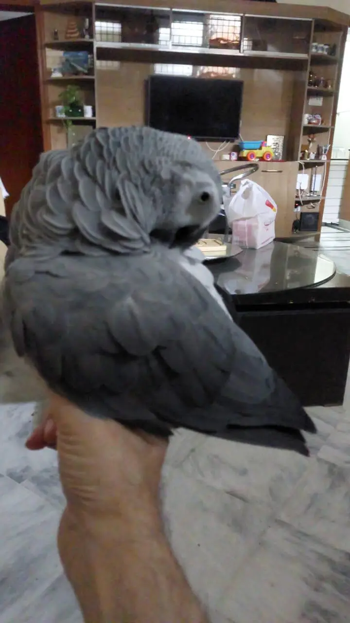 African Grey WITH CAGE — photo 3
