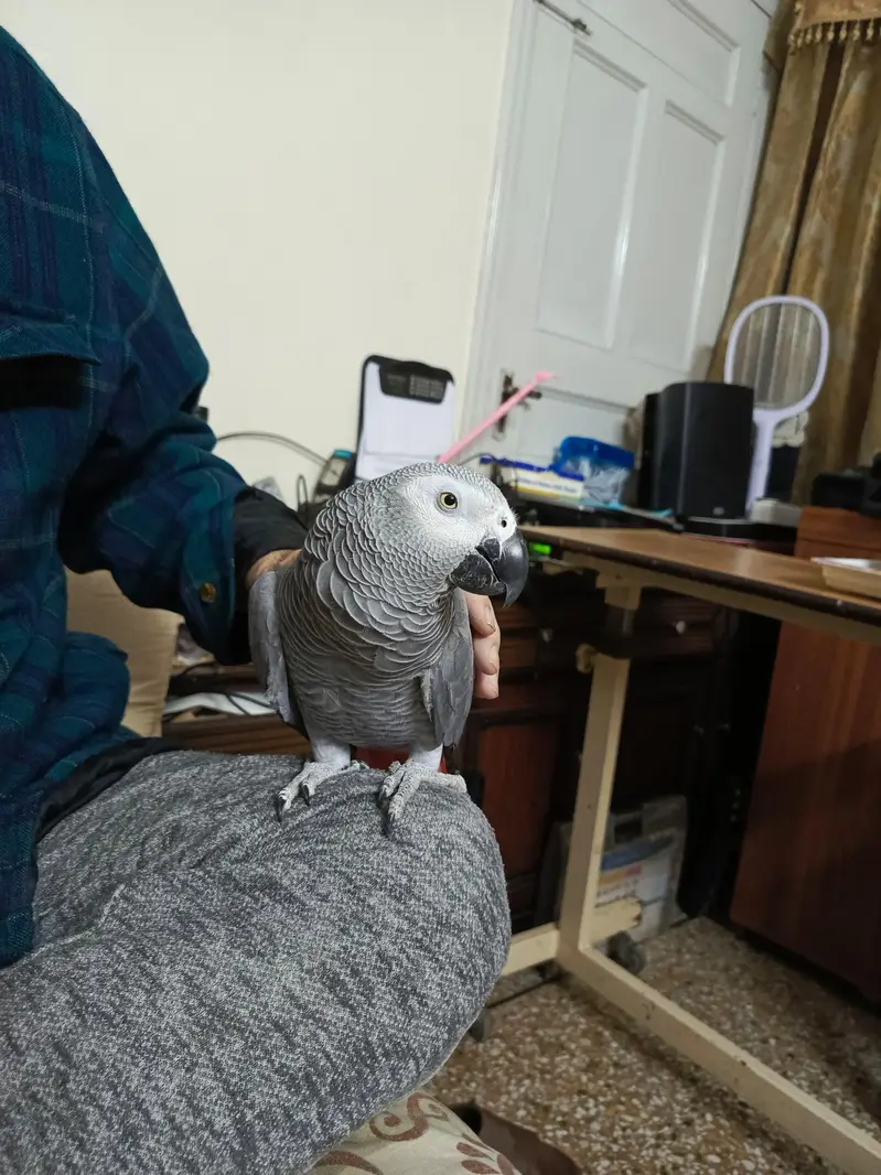 African Grey WITH CAGE — photo 4