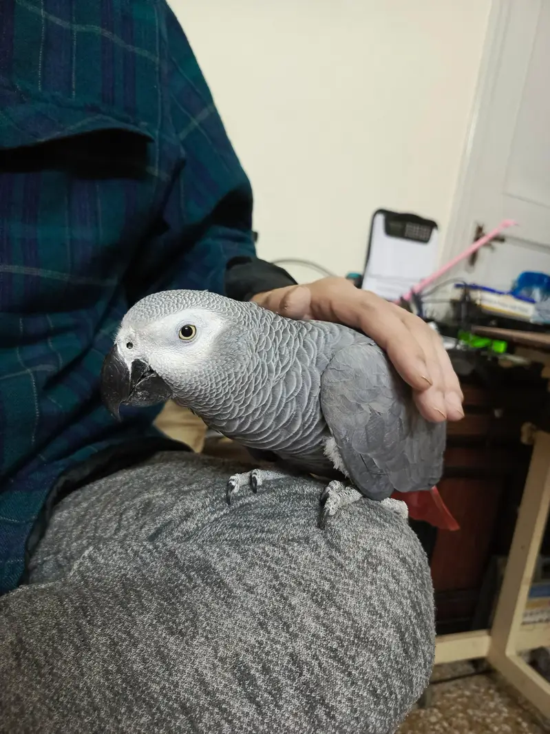 African Grey WITH CAGE — photo 5