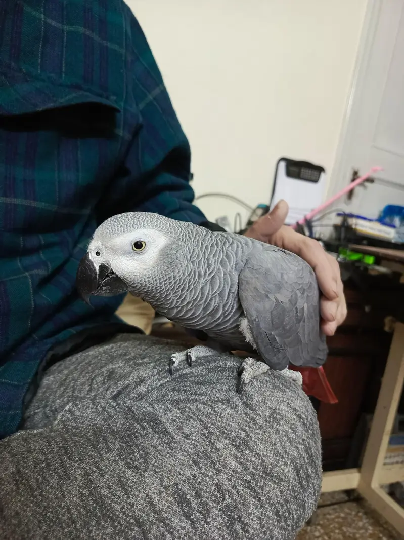 African Grey WITH CAGE — photo 6