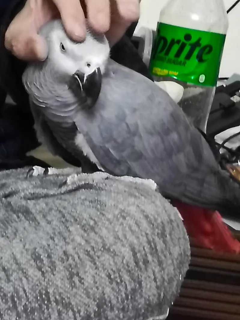 African Grey WITH CAGE — photo 7