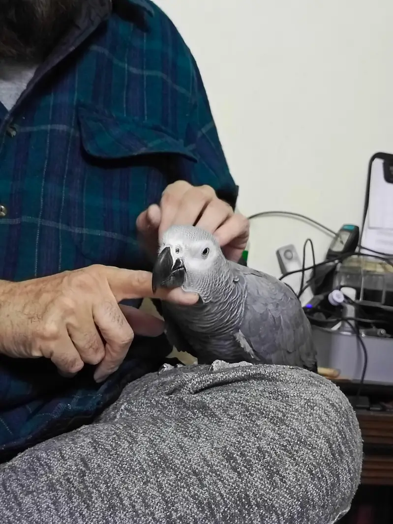 African Grey WITH CAGE — photo 8