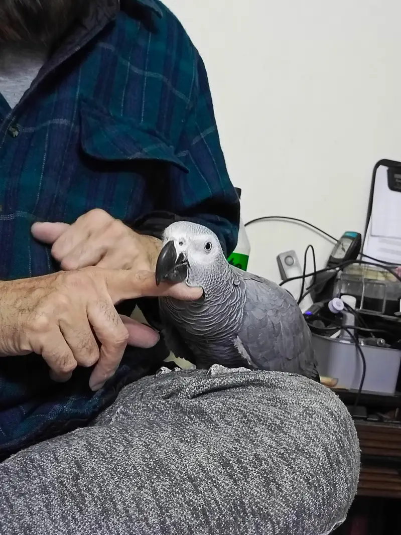 African Grey WITH CAGE — photo 9