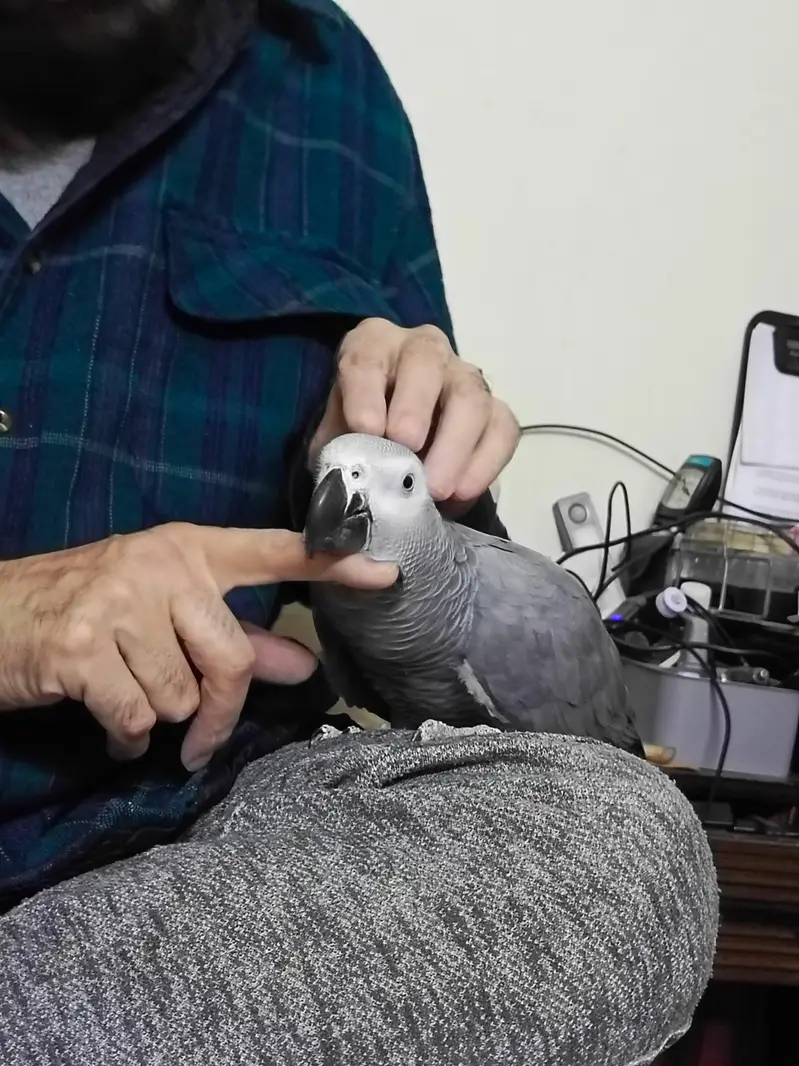African Grey WITH CAGE — photo 10