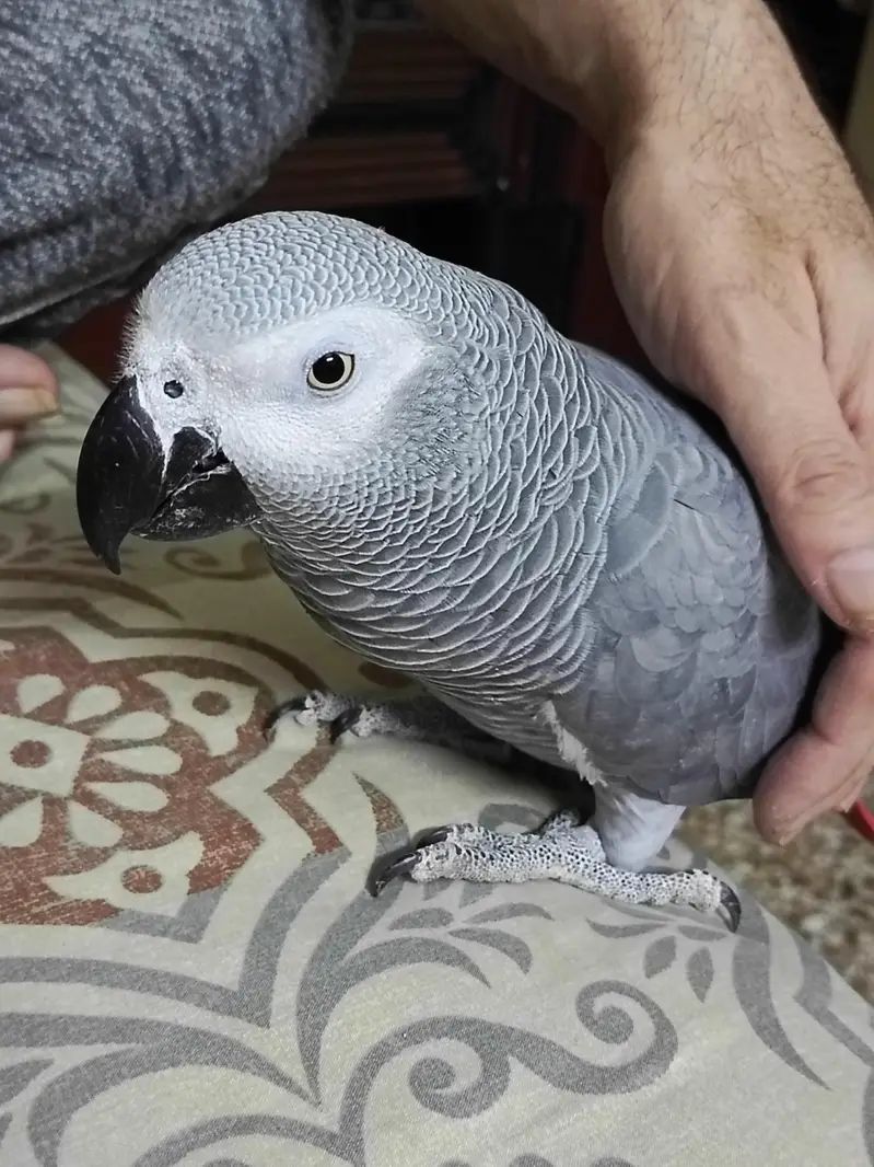 African Grey WITH CAGE — photo 11