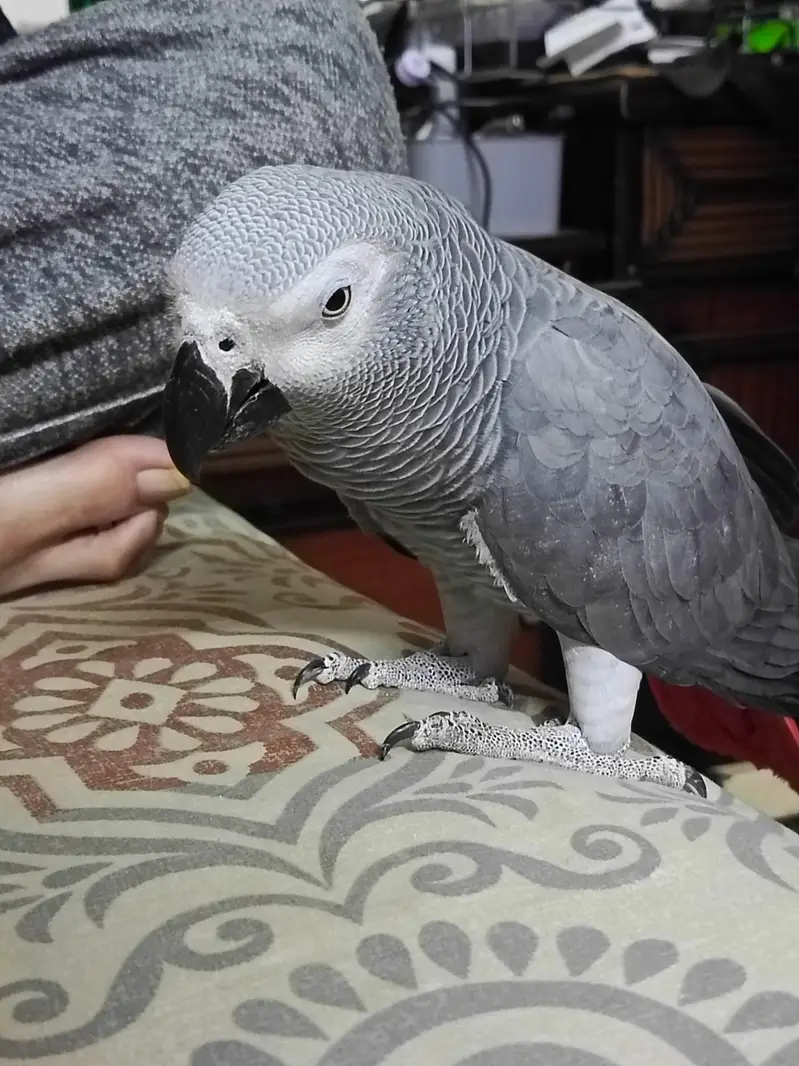 African Grey WITH CAGE — photo 12