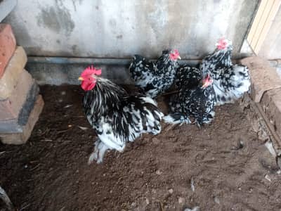 molted bantam