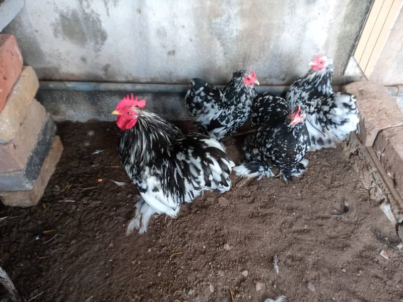 molted bantam 0