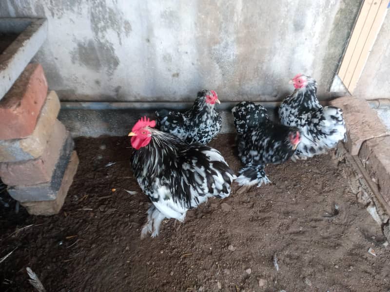 molted bantam 1