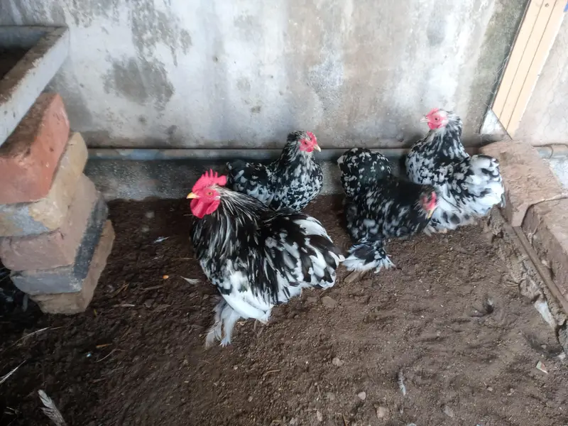 molted bantam — photo 2