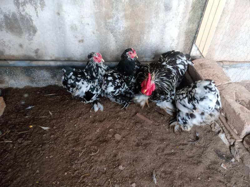 molted bantam 2