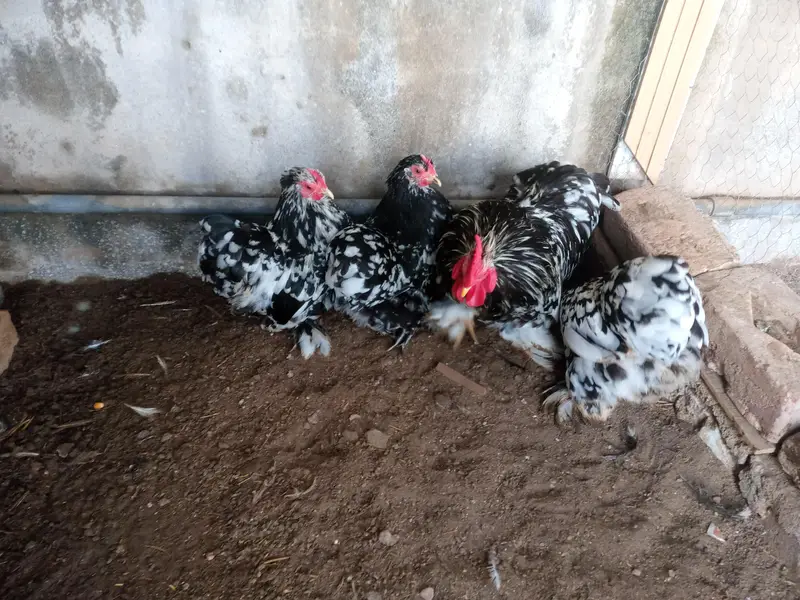 molted bantam — photo 3
