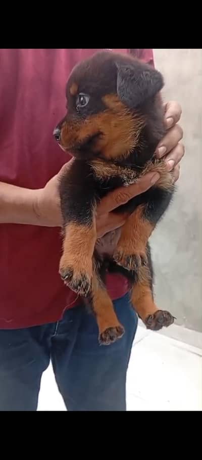 Rottweiler puppy