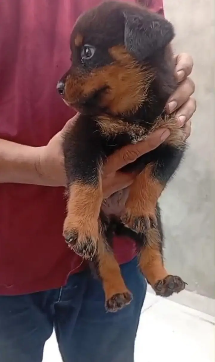 Rottweiler puppy — photo 2
