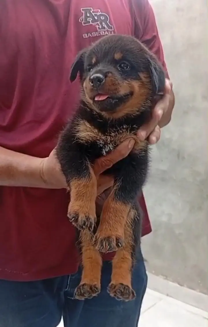 Rottweiler puppy — photo 3